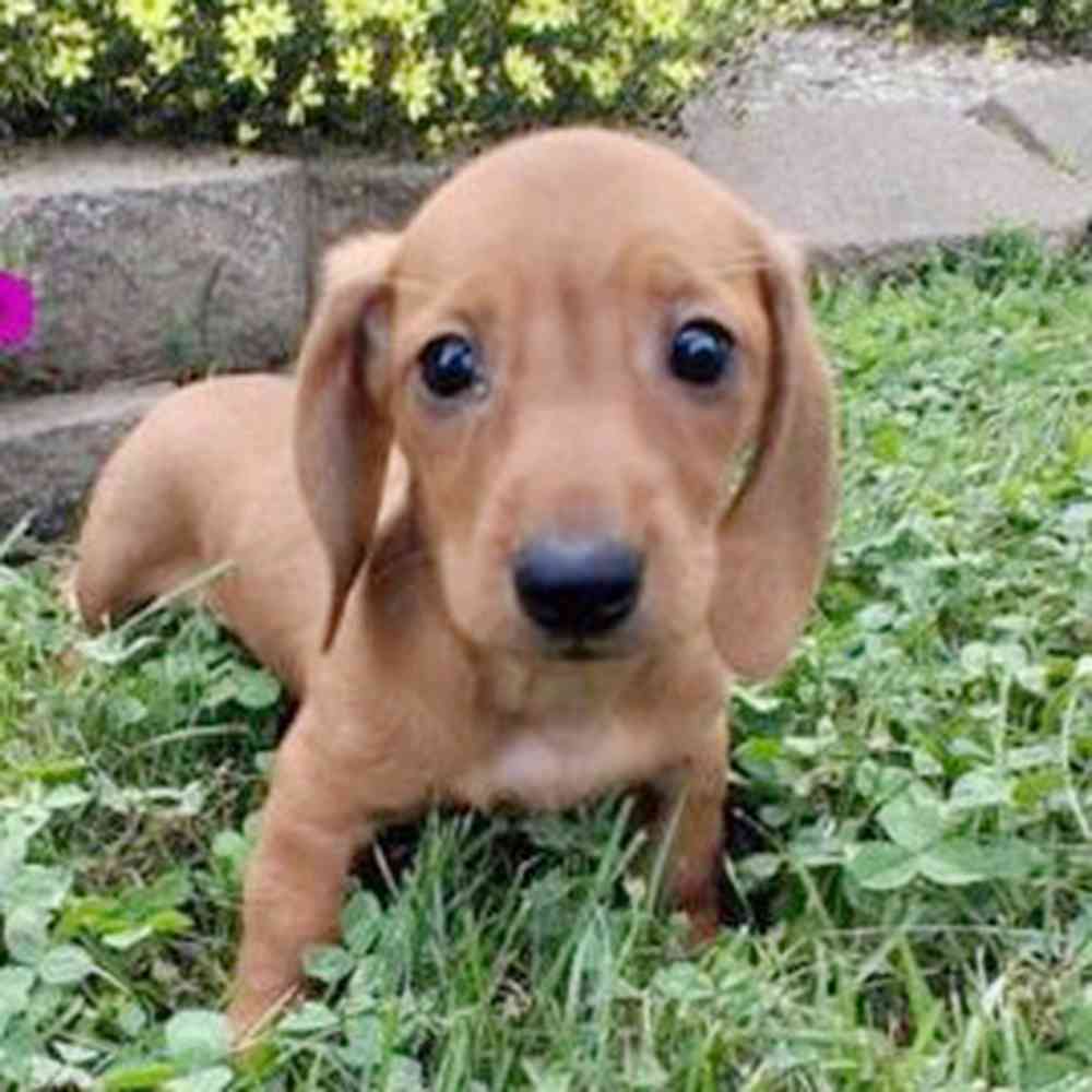 Image of a pet breed in the gallery