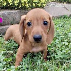 Dachshund