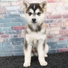 Alaskan Klee Kai