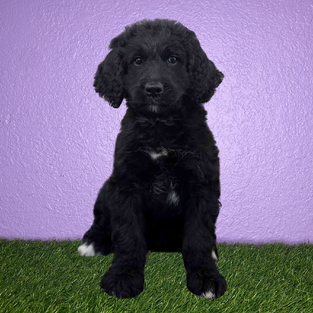 Female Bernedoodle Puppy for Sale in New Braunfels, TX