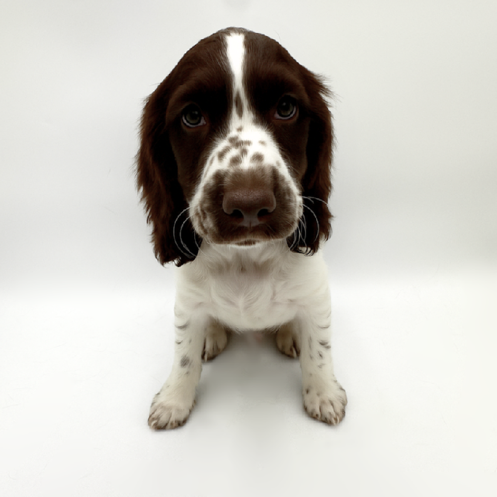 Image of a pet breed in the gallery