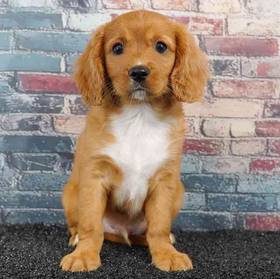 Cavalier King Charles Spaniel