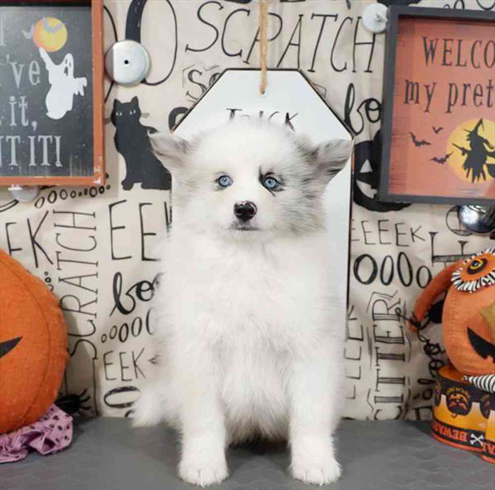 carousel pet images