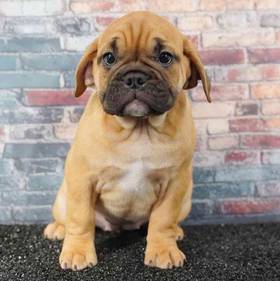 Mini Bulldog (English Bulldog-Bull Puggle)