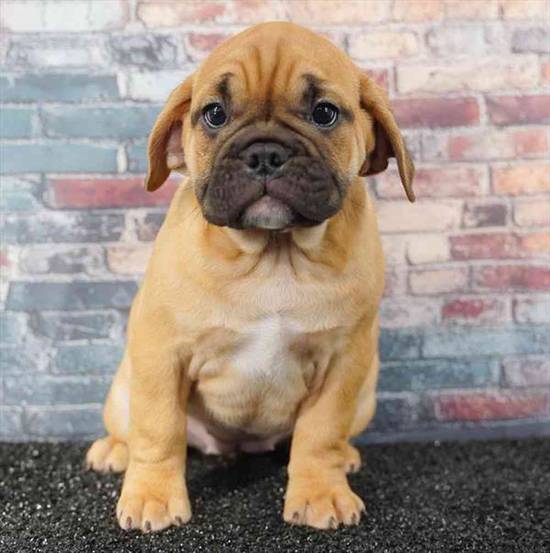 Mini Bulldog (English Bulldog-Bull Puggle)
