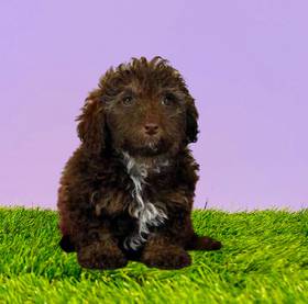 Poodle