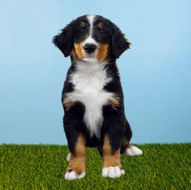 Bernese Mountain Dog