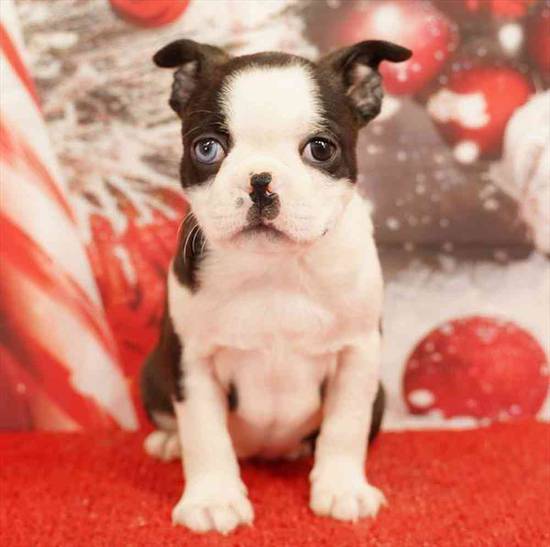 Boston Terrier