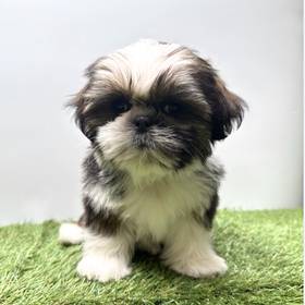Shih Tzu