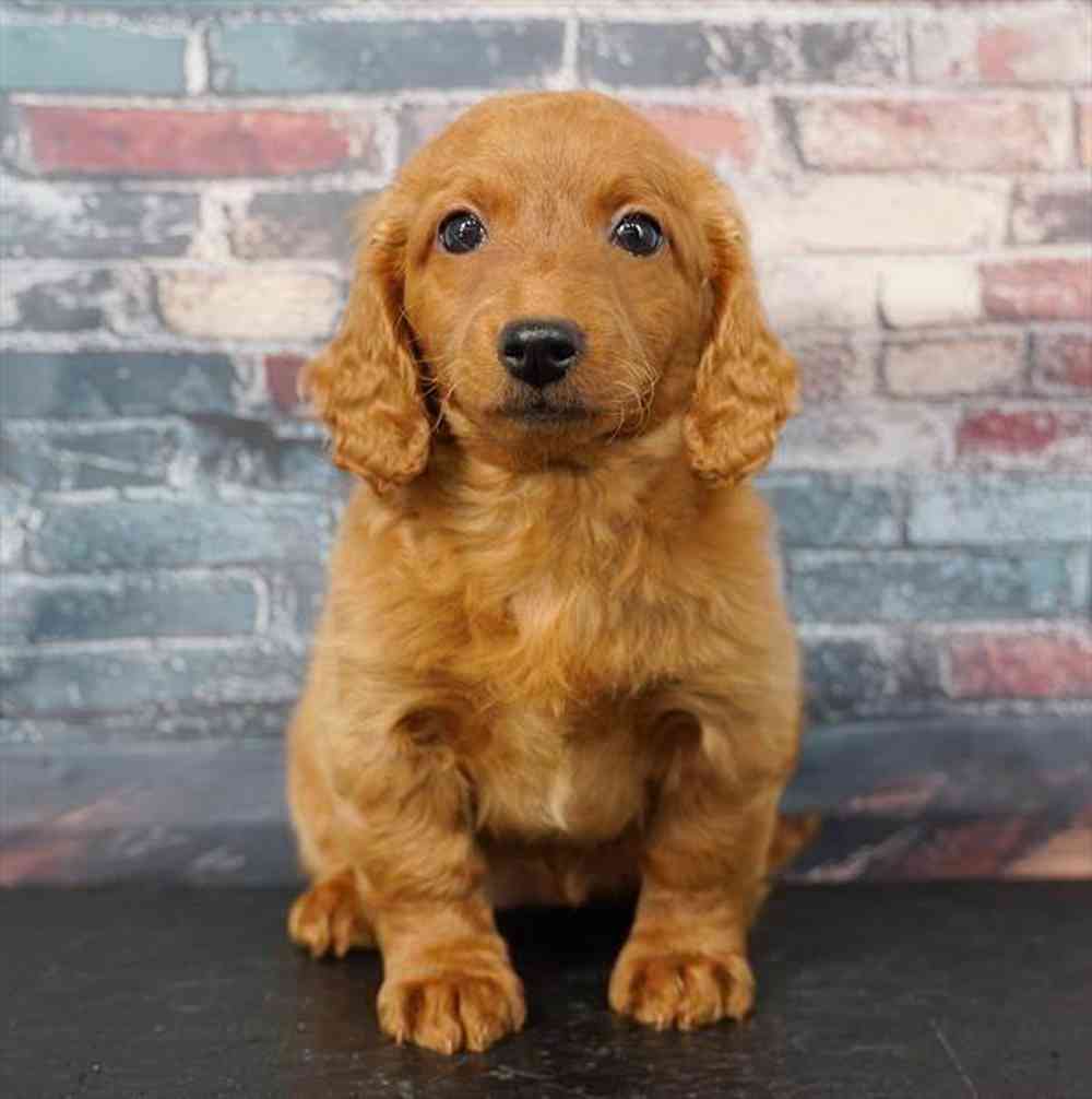 Image of a pet breed in the gallery