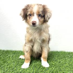 Mini Australian Shepherd