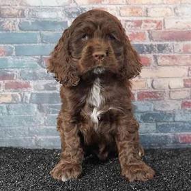 Cocker Spaniel
