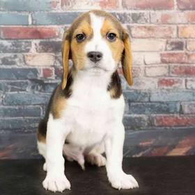 Beagle
