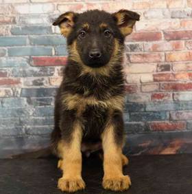 German Shepherd