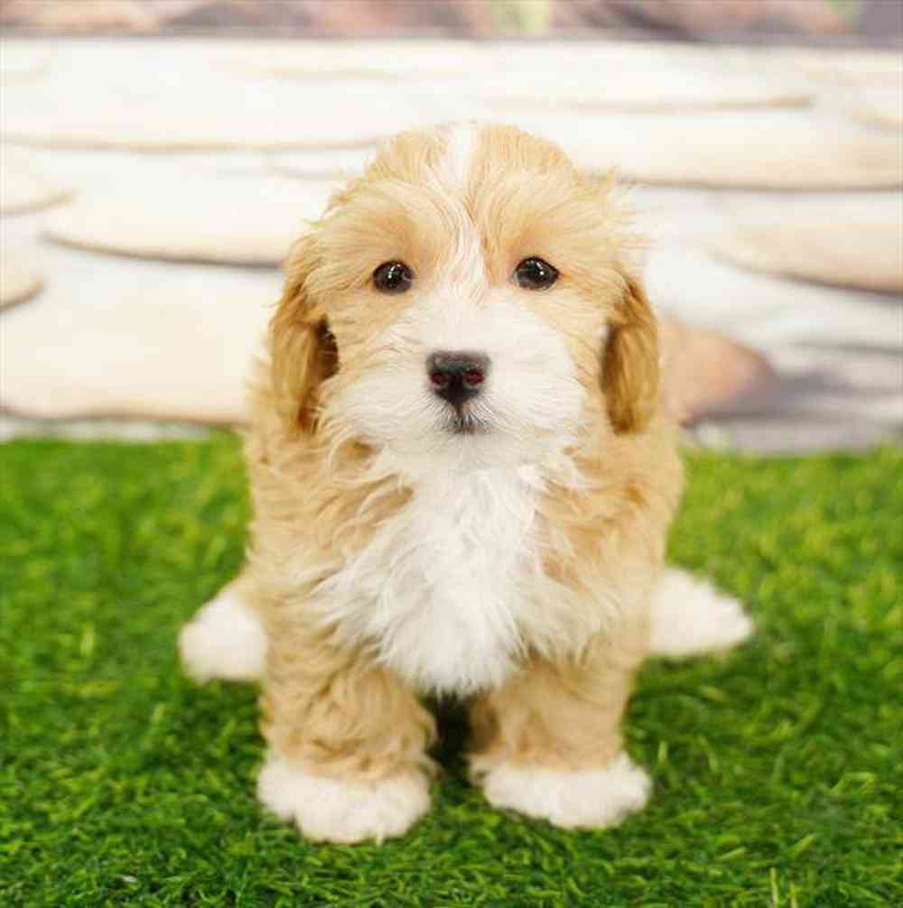 Image of a pet breed in the gallery