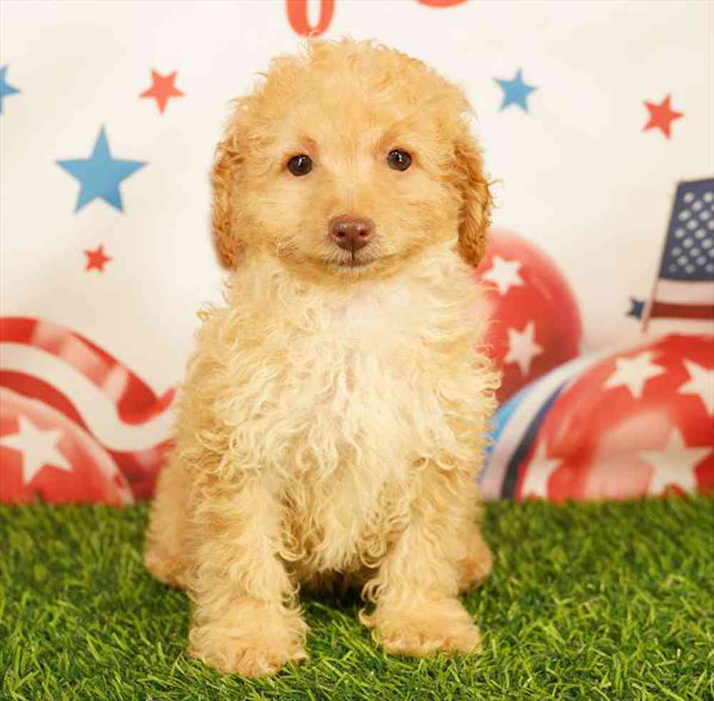 pet breed image