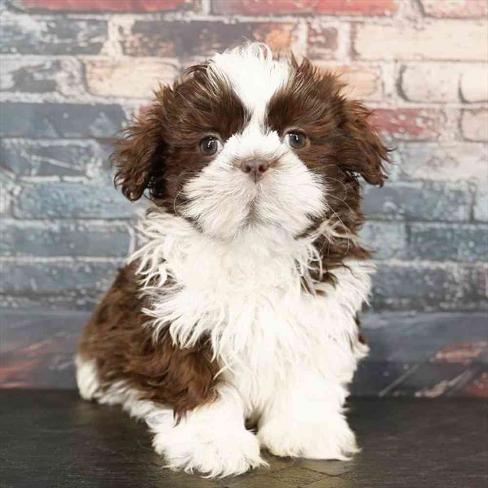 Image of a pet breed in the gallery