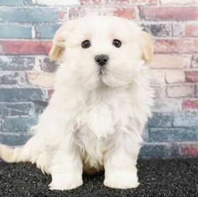 Havanese