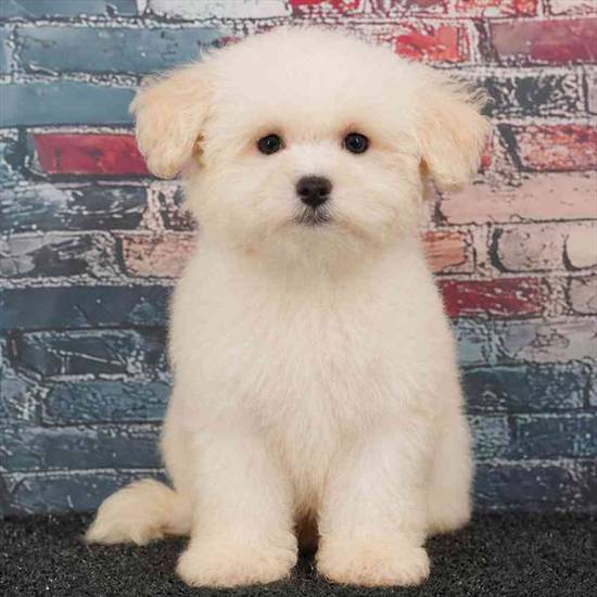 Maltipoo