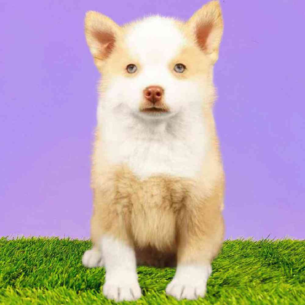 Male Pomsky Puppy for Sale in Puyallup, WA