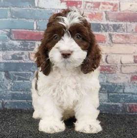 Cockapoo