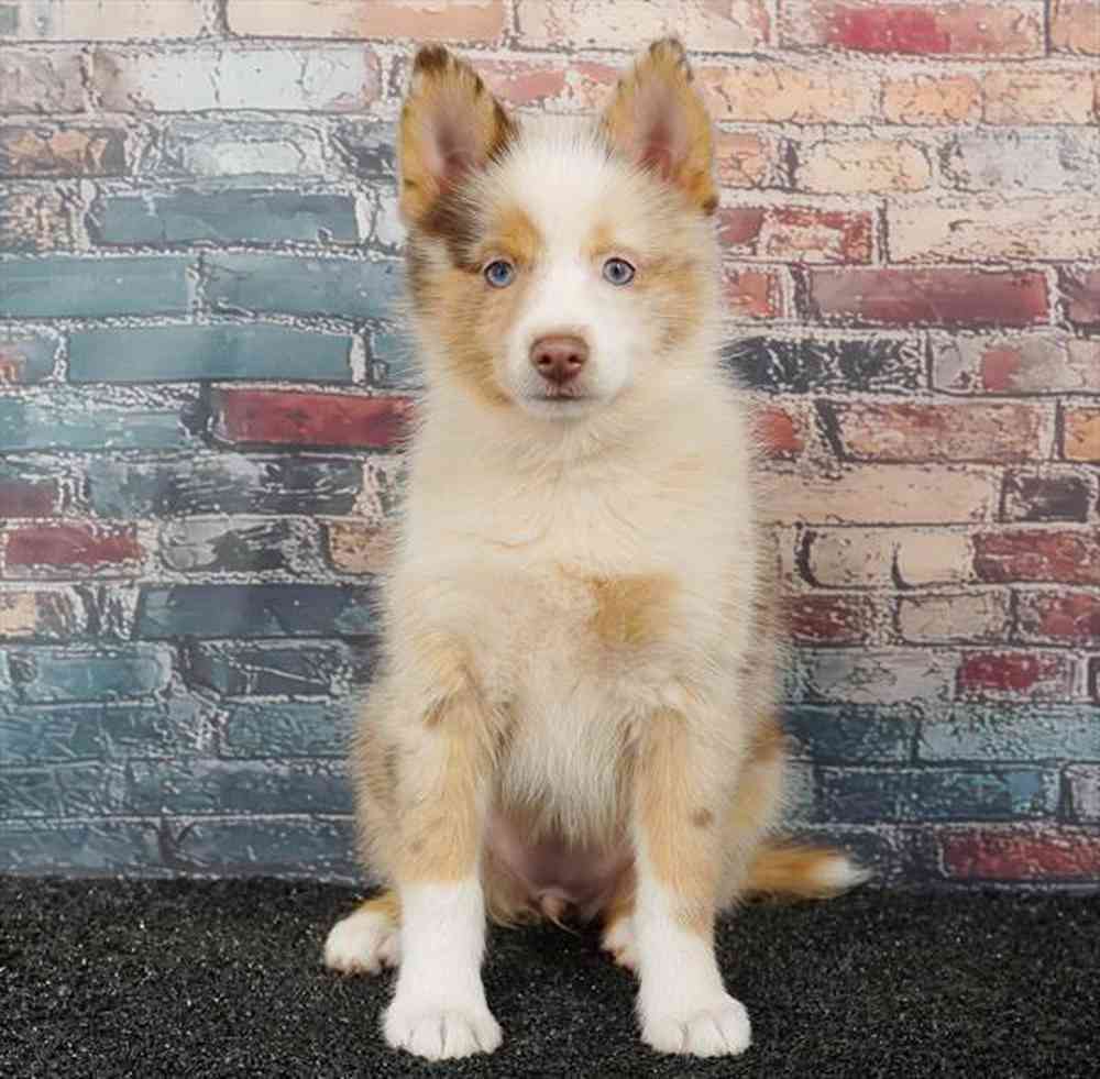 Image of a pet breed in the gallery