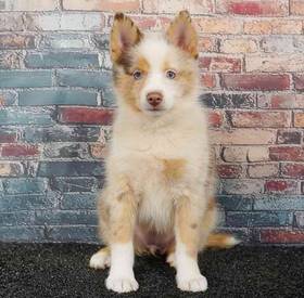 Pomsky