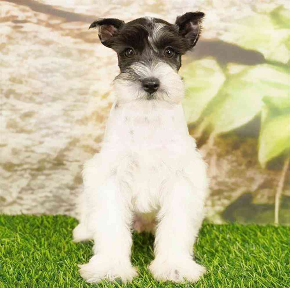 Image of a pet breed in the gallery