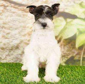 Mini Schnauzer