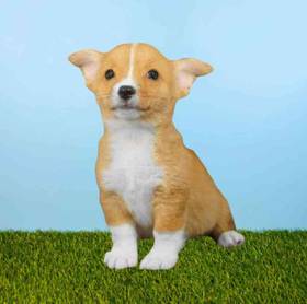 Pembroke Welsh Corgi