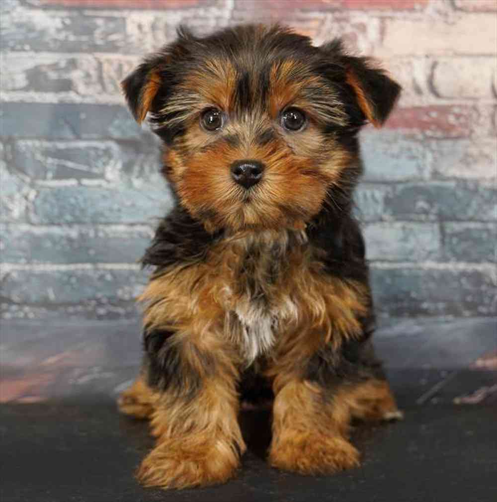 Image of a pet breed in the gallery