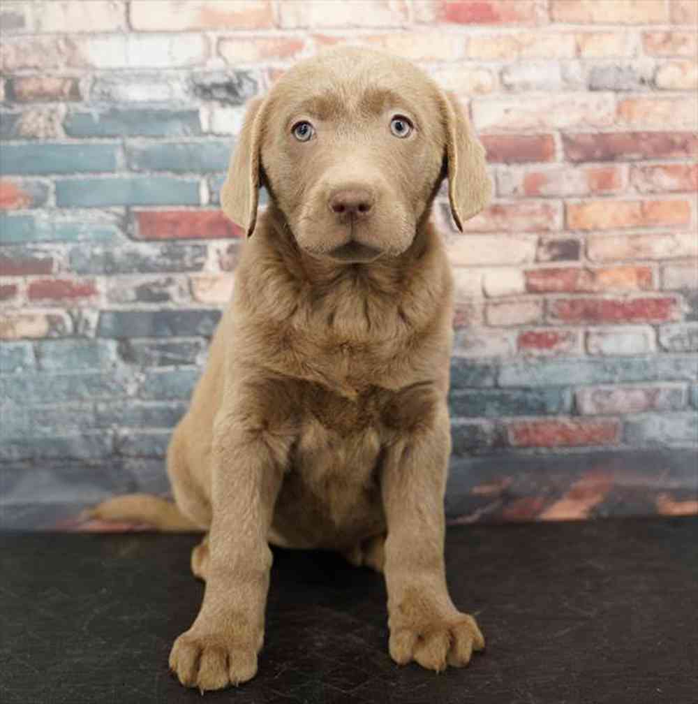 Image of a pet breed in the gallery