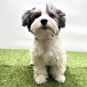 Havanese