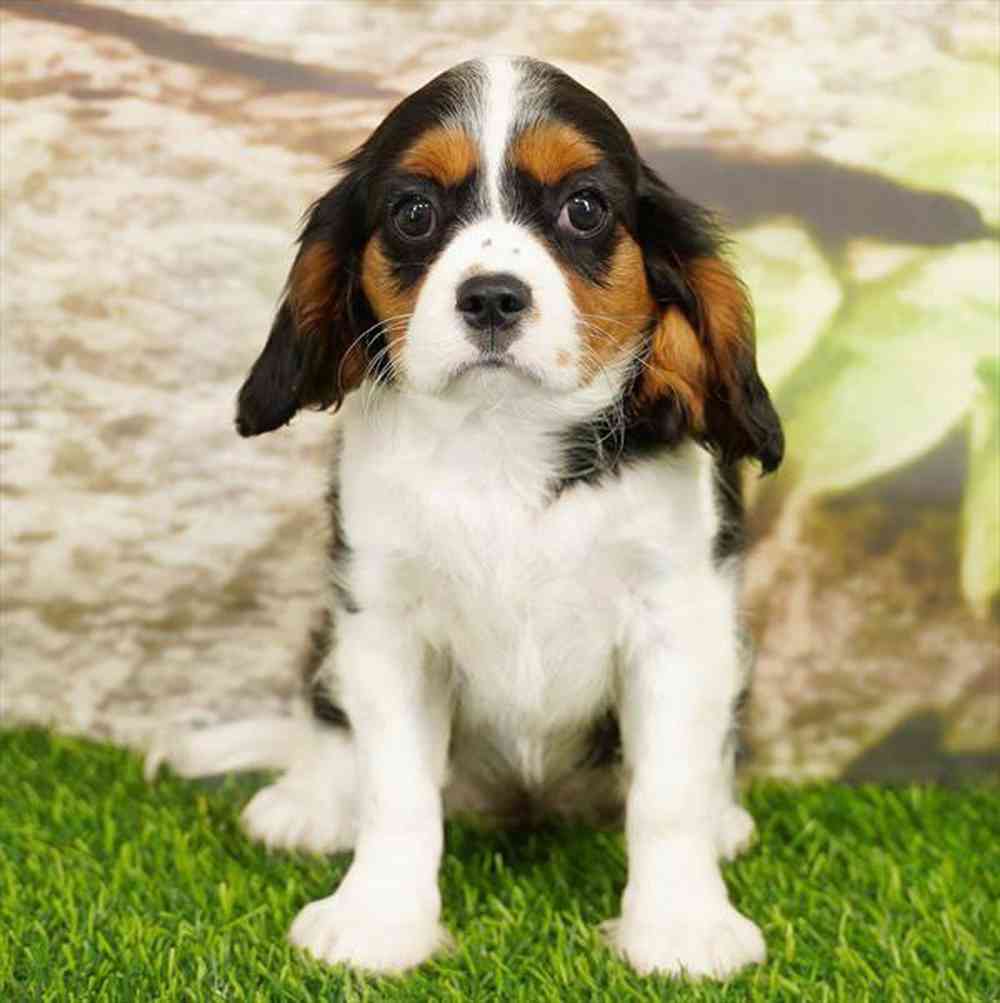 pet breed image