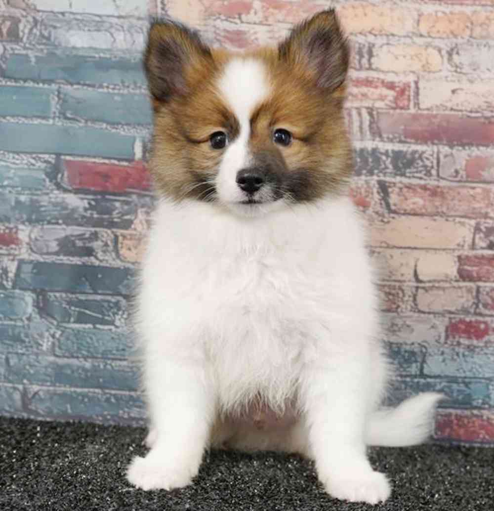carousel pet images