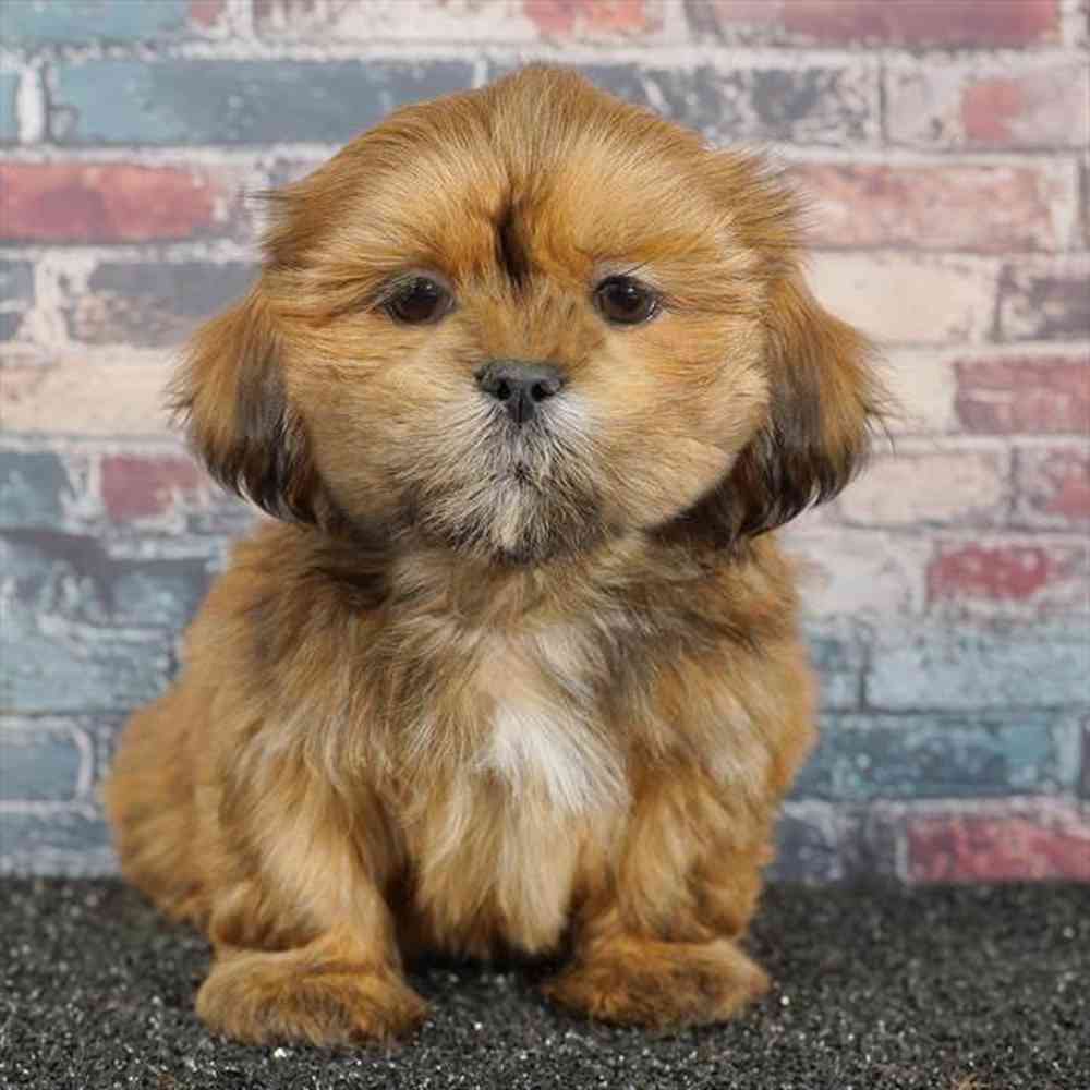 pet breed image