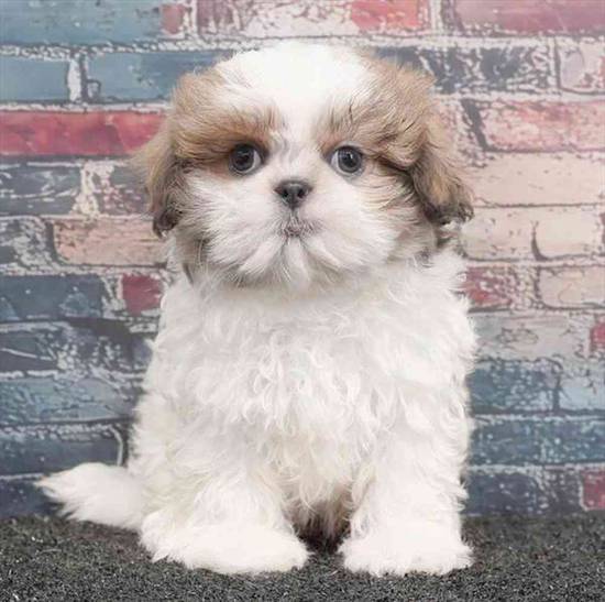 Shih Tzu