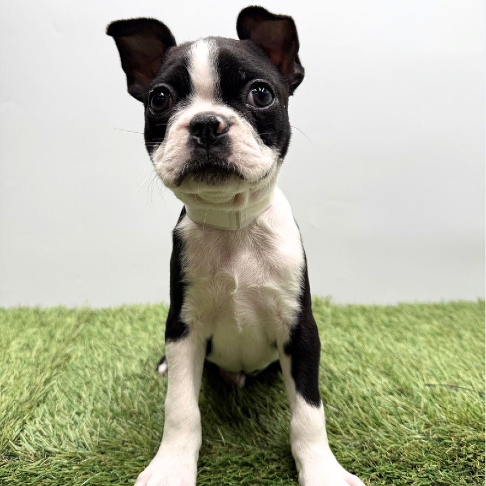 pet breed image