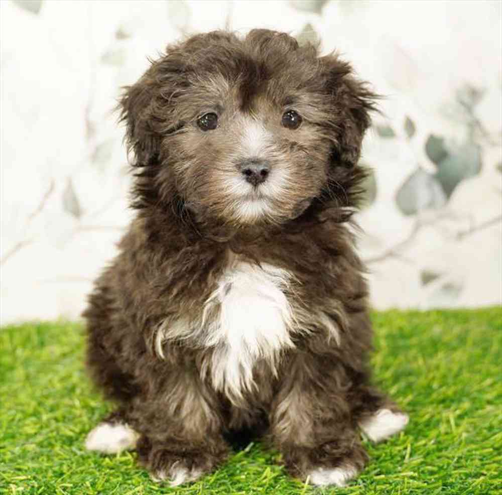 pet breed image