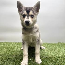 Alaskan Klee Kai