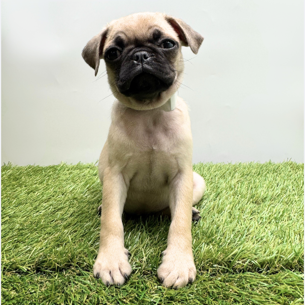 pet breed image