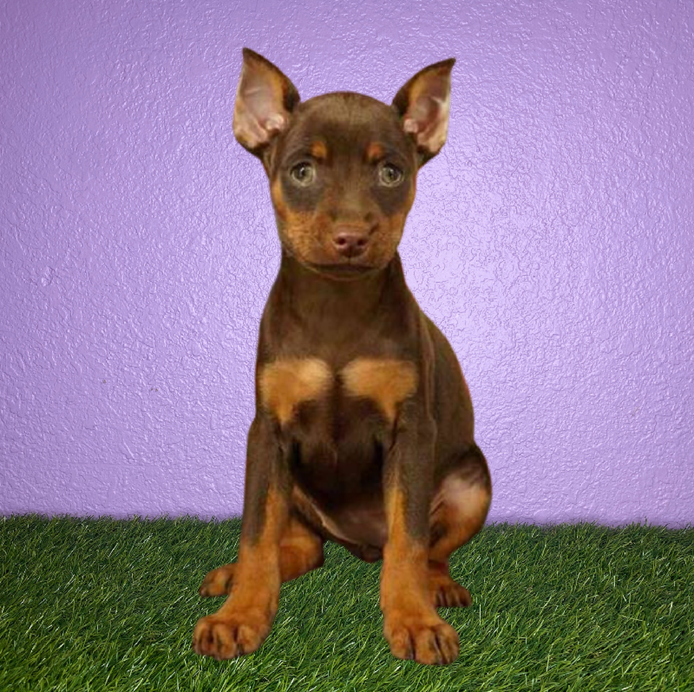 Female Min Pin Puppy for Sale in New Braunfels, TX
