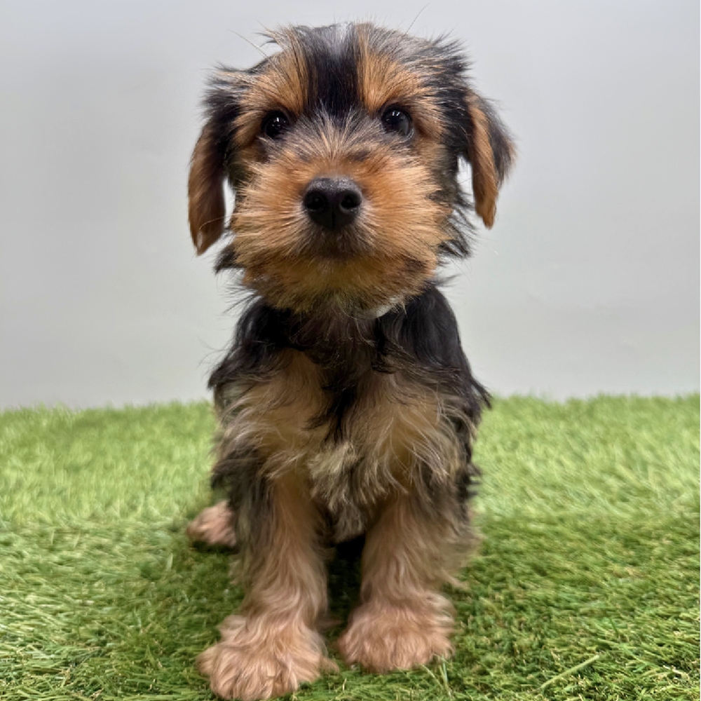 pet breed image