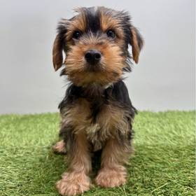 Yorkie