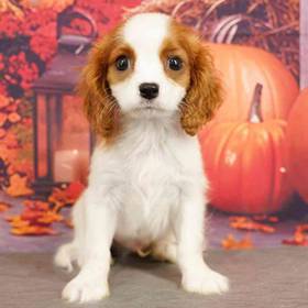 Cavalier King Charles Spaniel