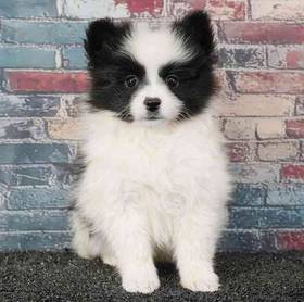 Pomeranian