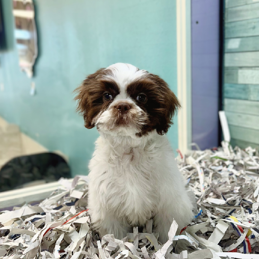 carousel pet images