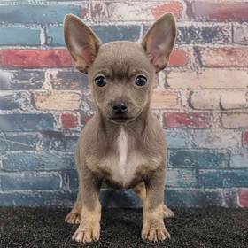 Chihuahua
