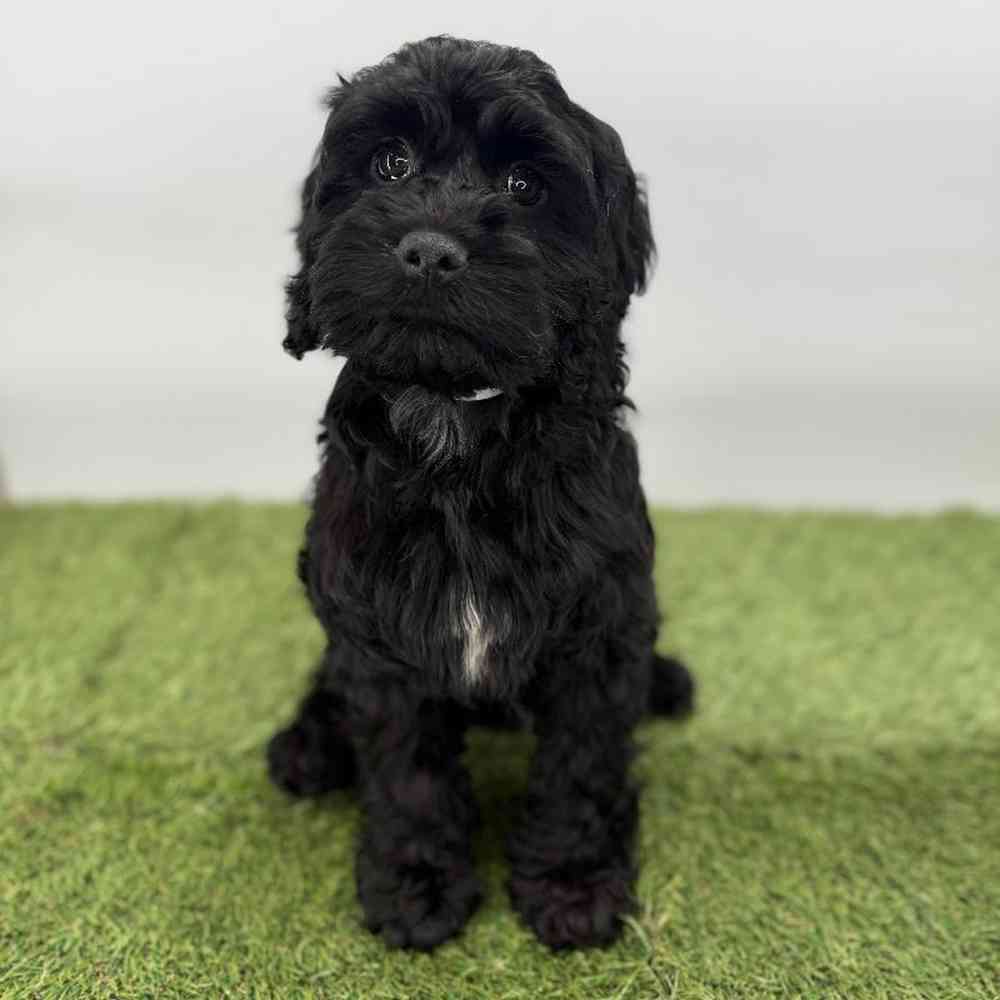 pet breed image