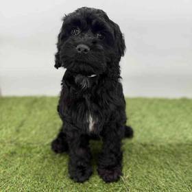 Cockapoo